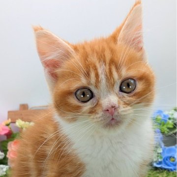 スコティッシュフォールド(立ち耳)【大阪府・男の子・2025年10月10日・レッド&ホワイト】の写真「活発で好奇心旺盛な元気な子猫です！」