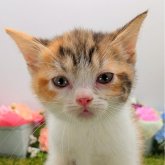 スコティッシュフォールド