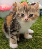 スコティッシュフォールド(立ち耳)【大阪府・女の子・2025年2月1日・キャリコ】の写真2