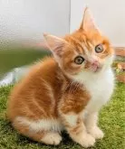 スコティッシュフォールド(立ち耳)【大阪府・男の子・2025年10月10日・レッド&ホワイト】の写真4