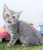 スコティッシュフォールド(立ち耳)【大阪府・女の子・2025年9月7日・ブルータビー】の写真6