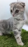 スコティッシュフォールド(折れ耳)【大阪府・女の子・2025年5月21日・ブルー】の写真6
