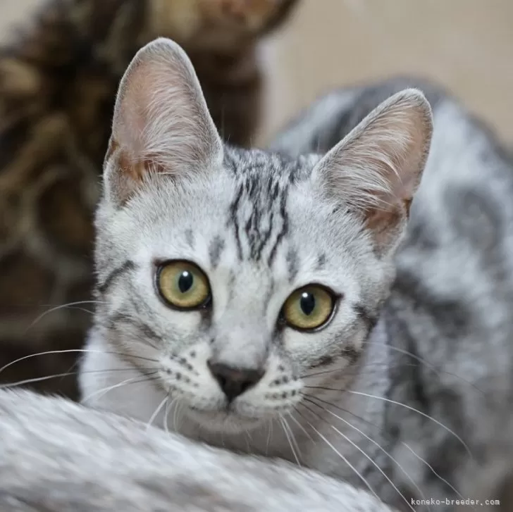 ID：2406-00309の子猫