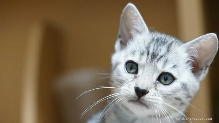 ID：2010-01830の子猫