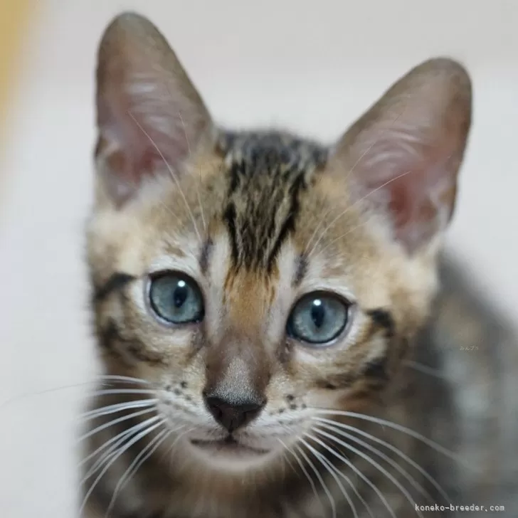 ID：2405-02187の子猫