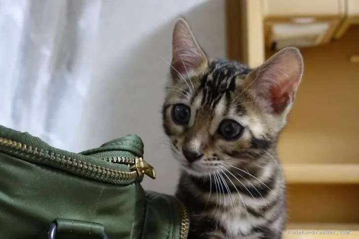 みかん 様のお迎えした子猫