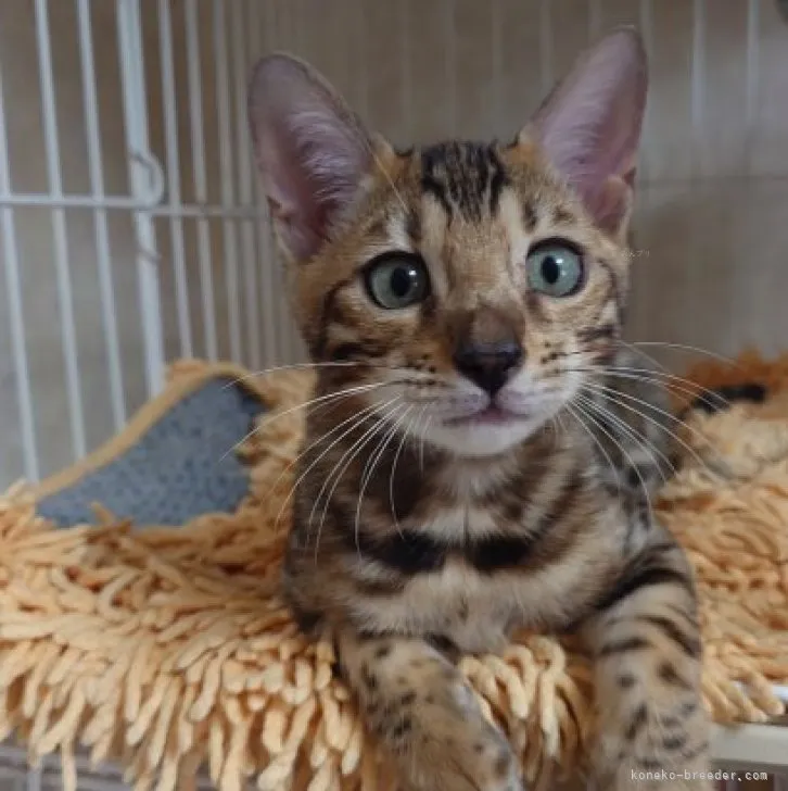 ID：2310-01153の子猫