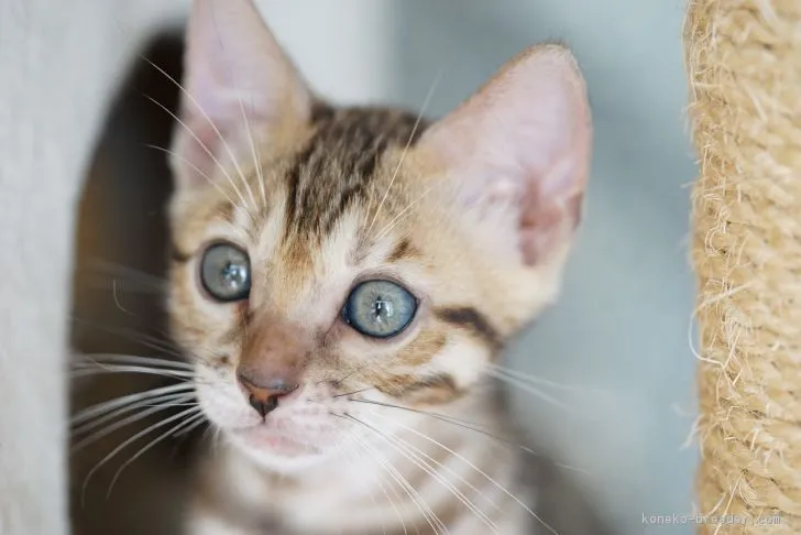 レオ 様のお迎えした子猫