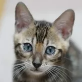 ベンガル【青森県・男の子・2024年3月10日・ブラウンスポテッドタビー(ロゼット)】の写真1