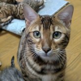 ベンガル