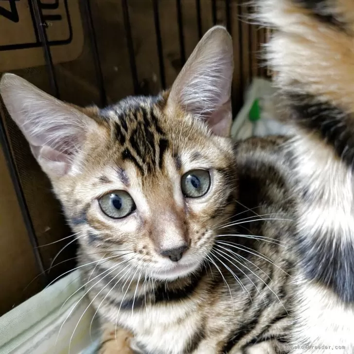 ベンガル【青森県・男の子・2025年7月30日・ブラウンスポテッドタビー(ロゼット)】の写真1