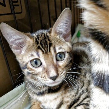 ベンガル【青森県・男の子・2025年7月30日・ブラウンスポテッドタビー(ロゼット)】の写真「好奇心旺盛」