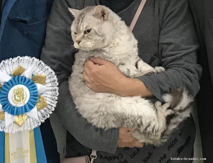 池田研司ブリーダーのブログ｜巻毛のネコちゃんをレックスというのです