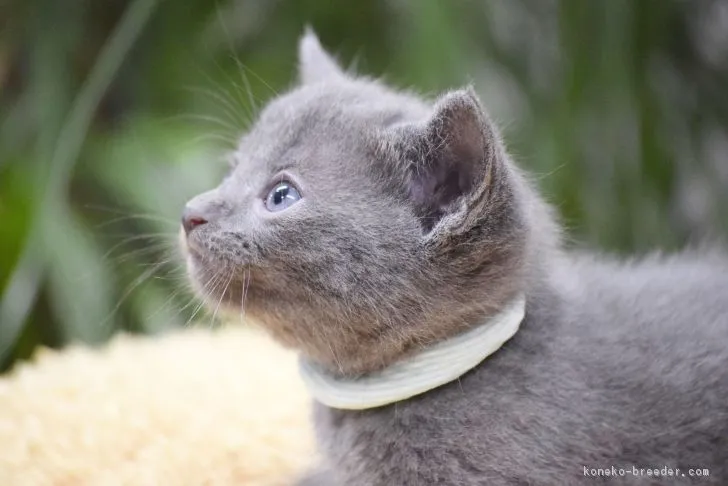 ID：1901-01267の子猫