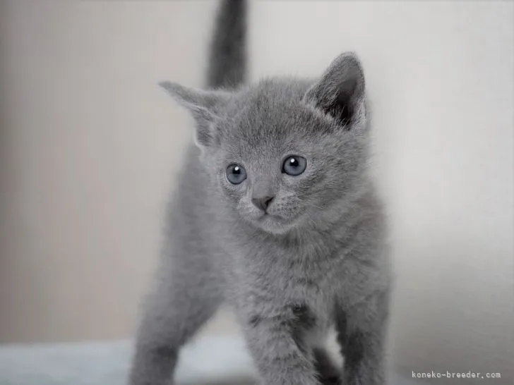 ID：2105-01154の子猫