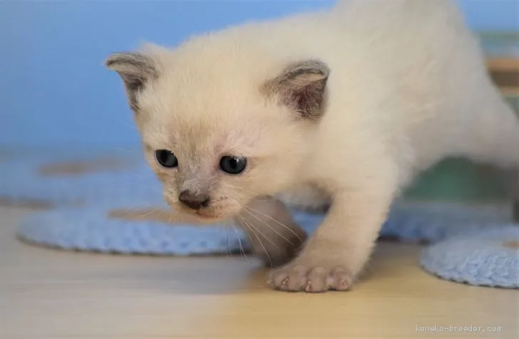 ID:2005-00756の子猫