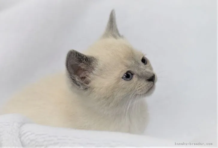 ID:2111-01518の子猫