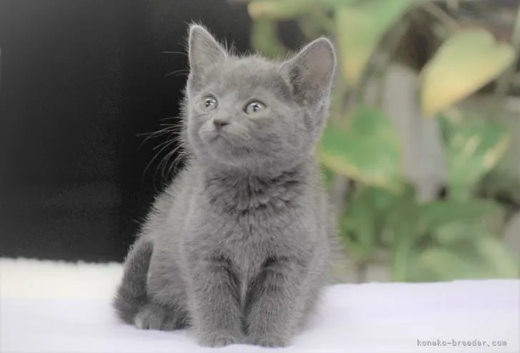 ID：2112-00318の子猫