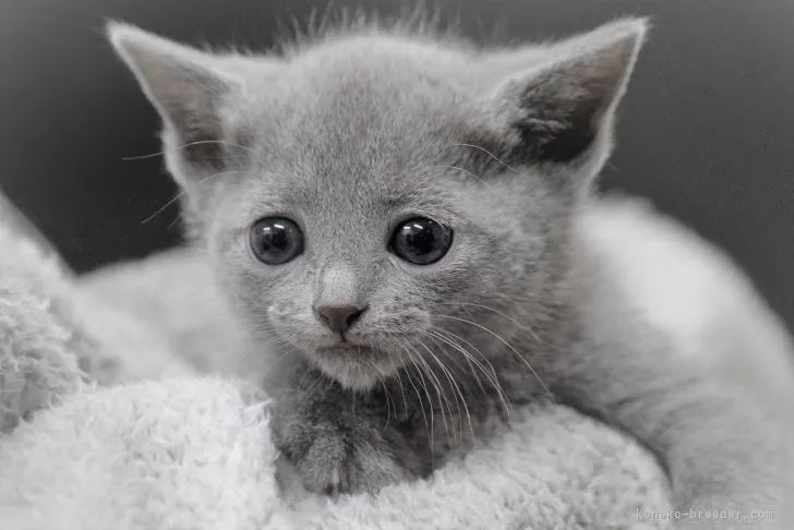 ID：2112-01977の子猫