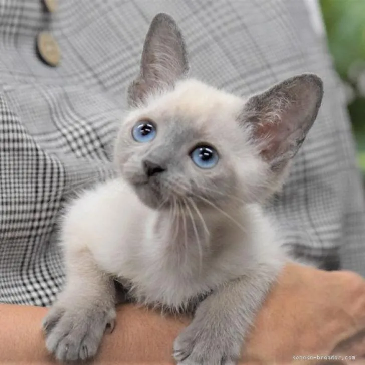 みゅん 様のお迎えした子猫