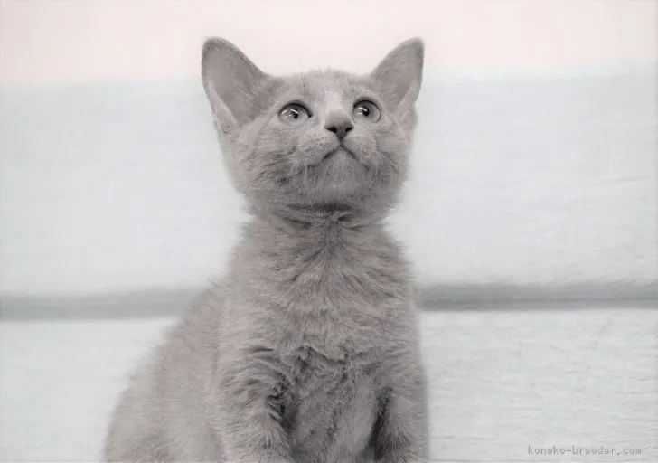 スナッチ 様のお迎えした子猫