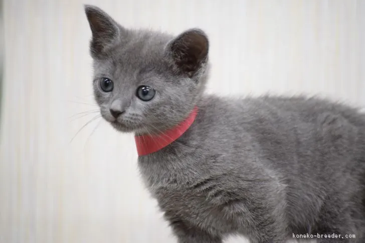 ID：1703-00078の子猫