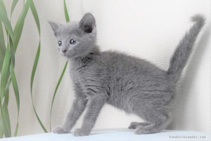 ID：2106-01876の子猫
