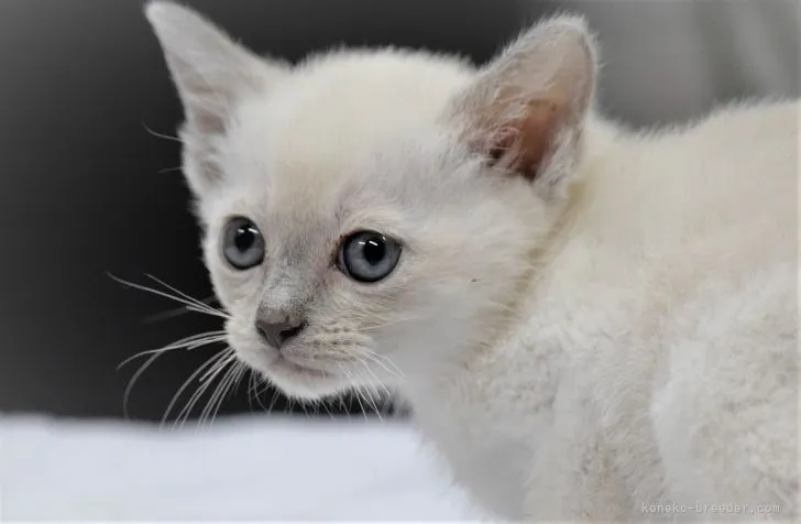 ID：2111-01307の子猫