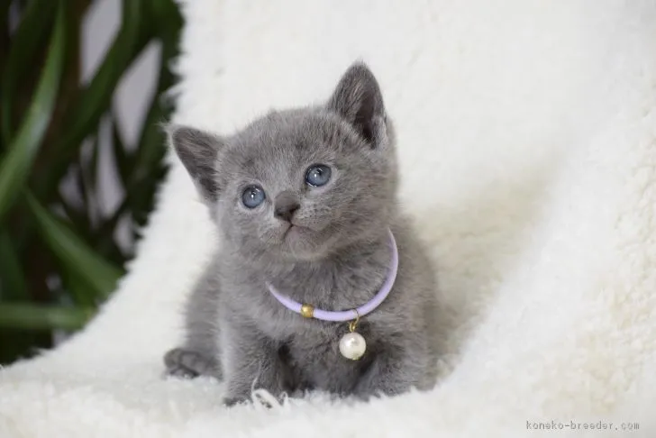 ID:1802-00488の子猫