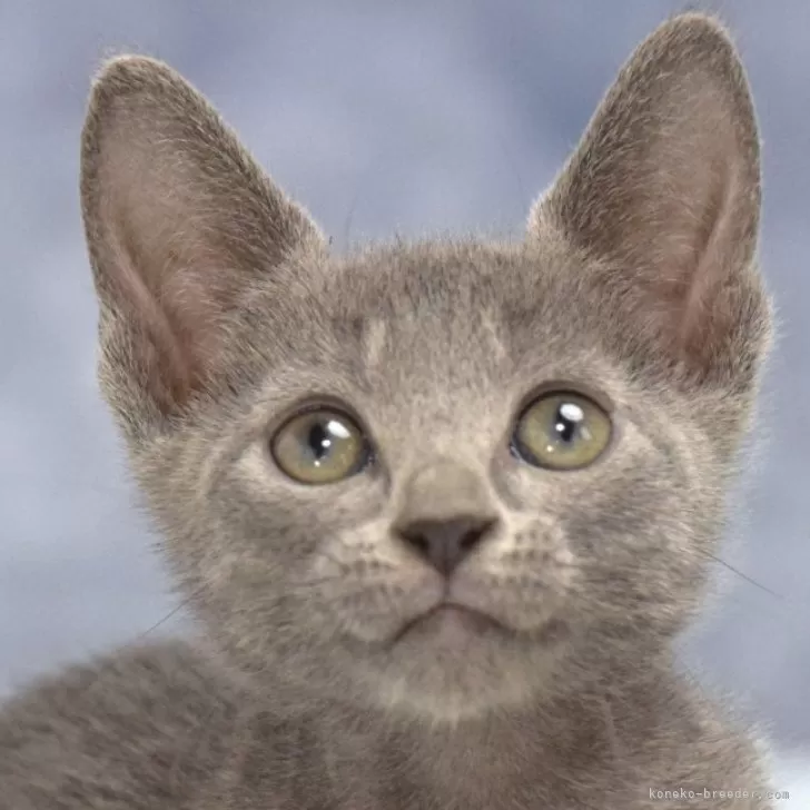 ID:2410-01219の子猫