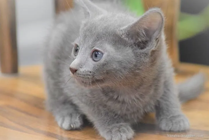 ID：2110-00974の子猫