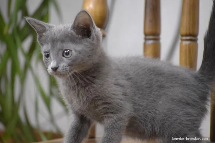 ID：1908-00853の子猫