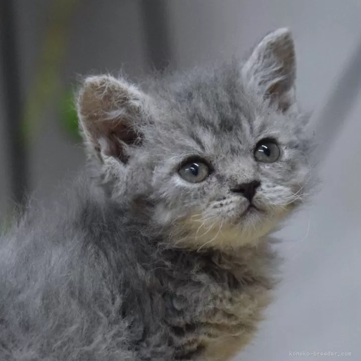ID:2403-02728の子猫