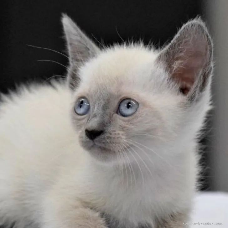 ID：2306-02188の子猫