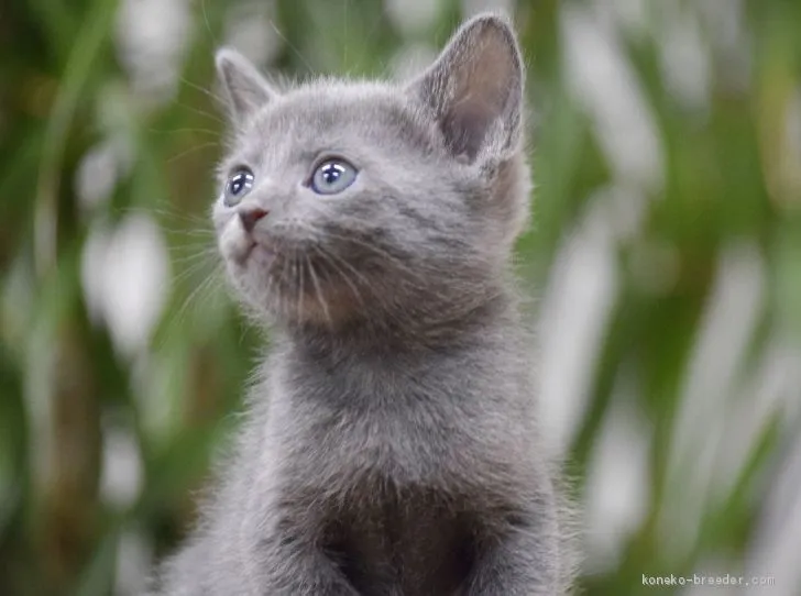 ID：1905-01676の子猫