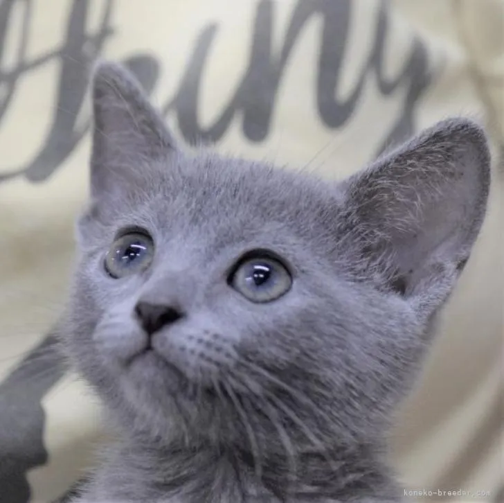 ID：2207-01444の子猫