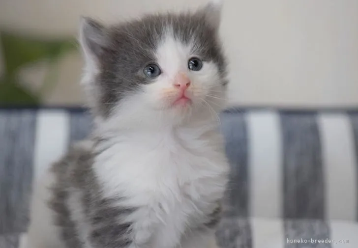 ID:2104-01839の子猫