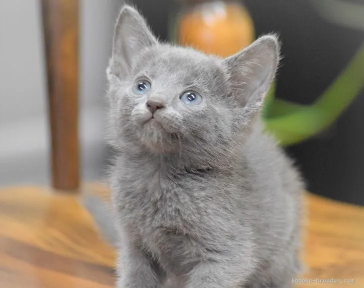 ID：2110-00972の子猫