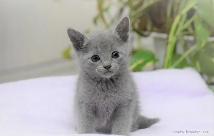ID：2112-01974の子猫