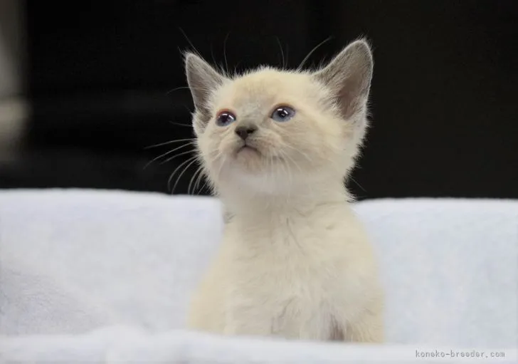 ID：2111-01517の子猫