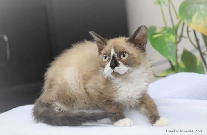 ID：2201-00025の子猫