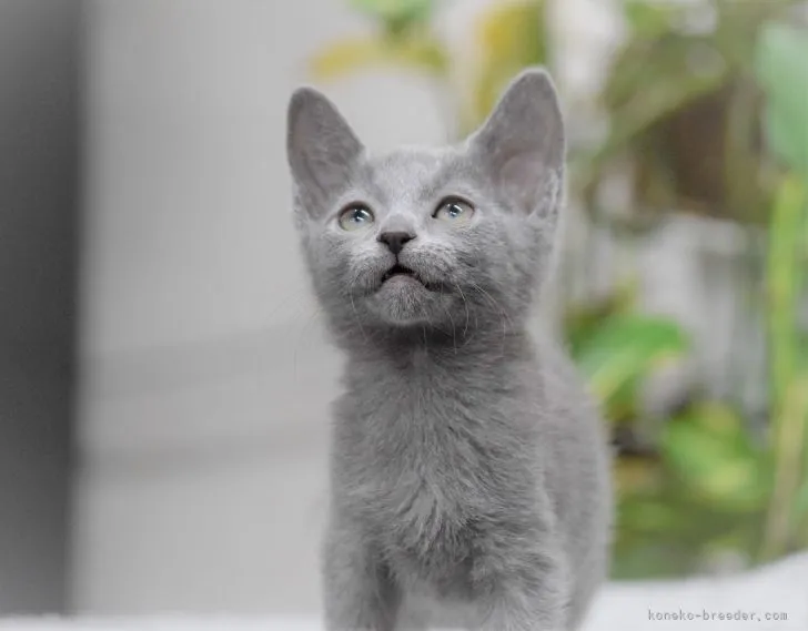 ID：2112-01115の子猫