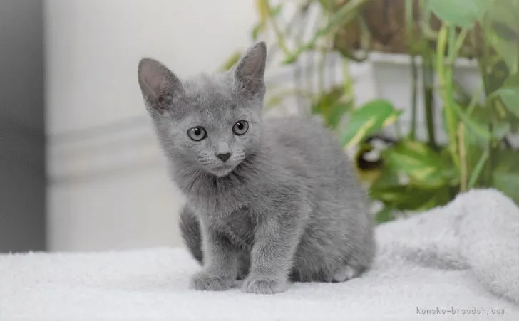 ID:2112-01963の子猫