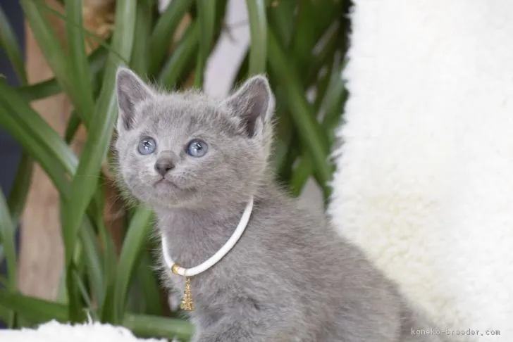ID:1802-00490の子猫