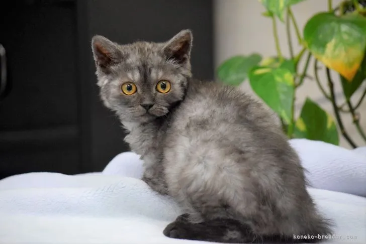 セルカークレックス【大阪府・女の子・2021年11月19日・ブルースモーク】の写真1「３月８日撮影(生後109日目）３か月過ぎたのでお写真変えてもらったよ🎵お姉さんに成ったでしょ💕」