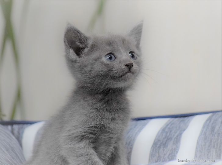 ロシアンブルーの子猫をお迎えいただいたお客様の声 口コミ 評判 みんなの子猫ブリーダー ロシアンブルーの子猫をお迎えいただいたお客様の声 口コミ 評判 みんなの子猫ブリーダー