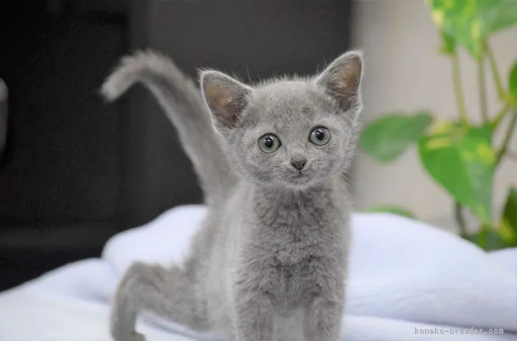 ID：2203-00653の子猫