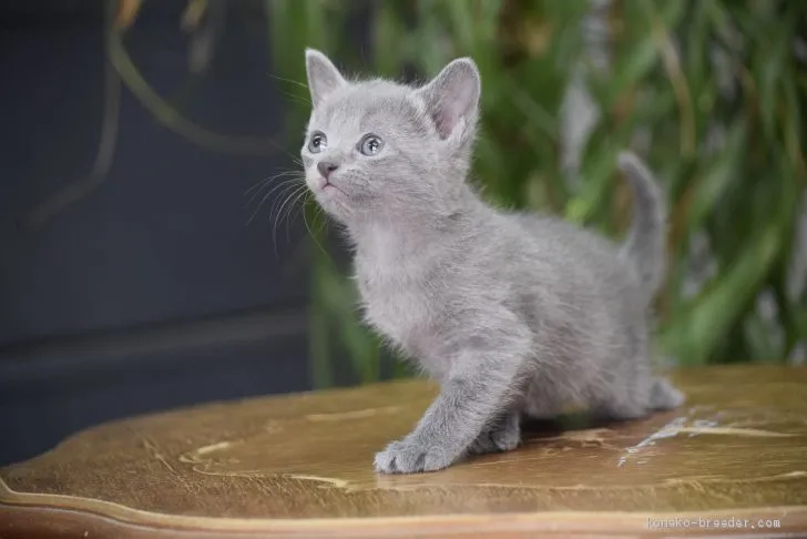 ID：1911-01355の子猫