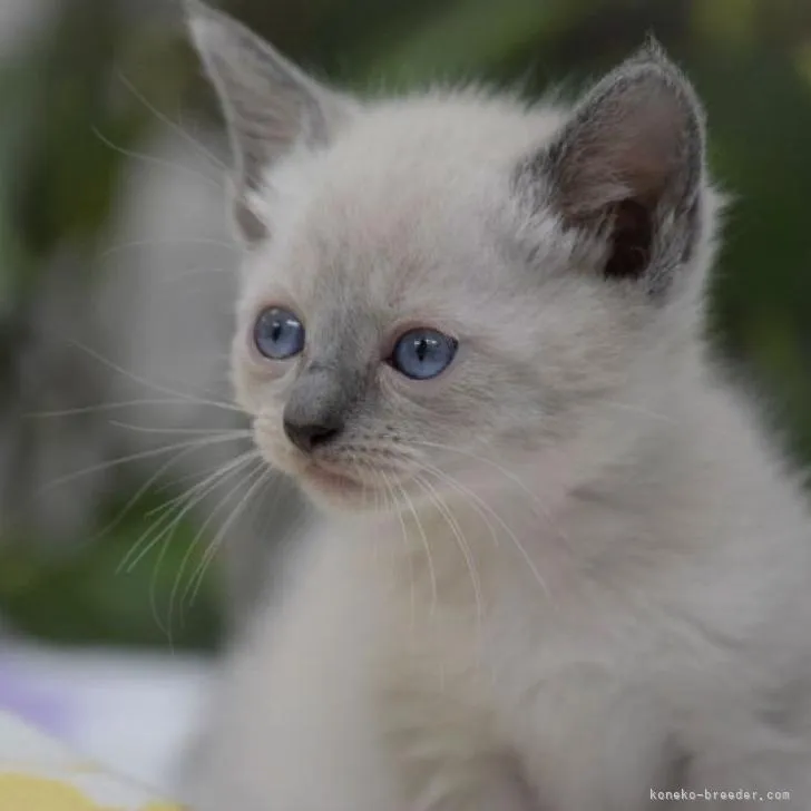 ID：2207-01279の子猫