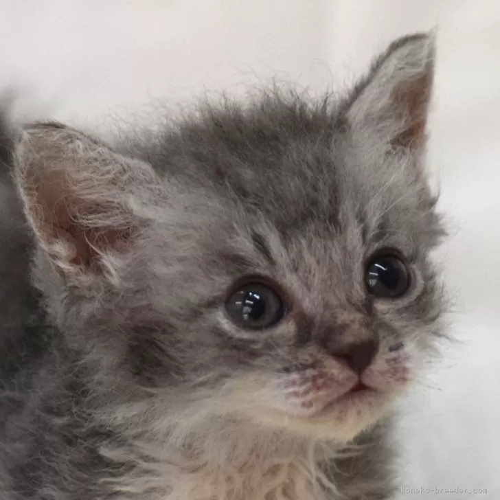 ID：2408-02705の子猫